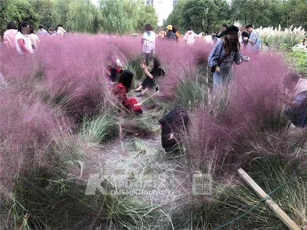 杭州网红花海被毁坏:辛辛苦苦种3年 毁坏只需3天