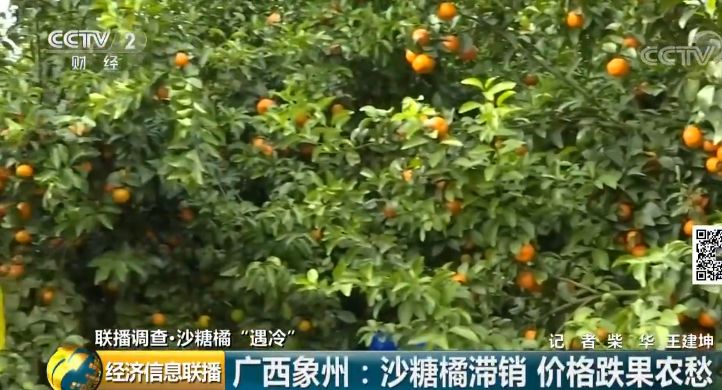 广西砂糖橘从10元一斤跌到1块6?桂林行情如何