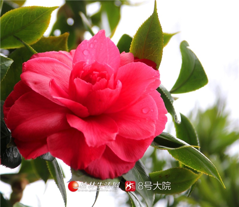 2019年2月15日,全州县湘山寺天台院的几株山茶在春雨的滋润下欣然怒放