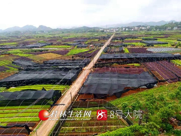 位于荔浦市马岭镇德安村是远近闻名的花卉苗木扦插小苗专业种植村,全