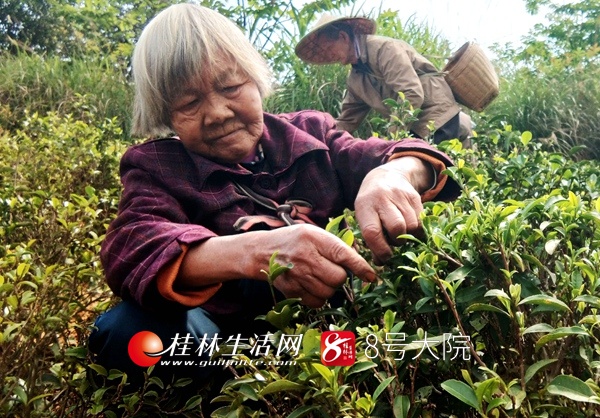 从贫困户到致富带头人 荔浦地狮村党支部书记的"华丽转身"