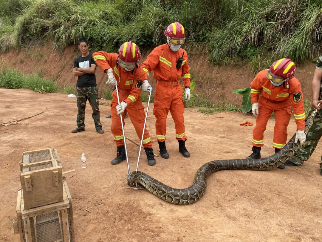 海南大蟒科技有限公司孵化出来的象牙白蟒蛇 - 蟒蛇科普