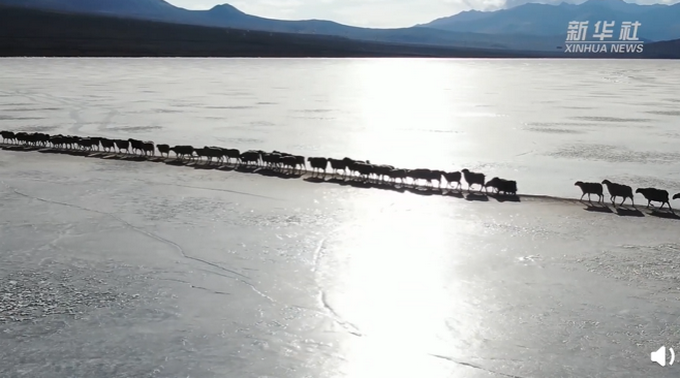 2000多只羊排队过冰湖，队伍整齐有序，画面让网友直呼：好神奇!插图