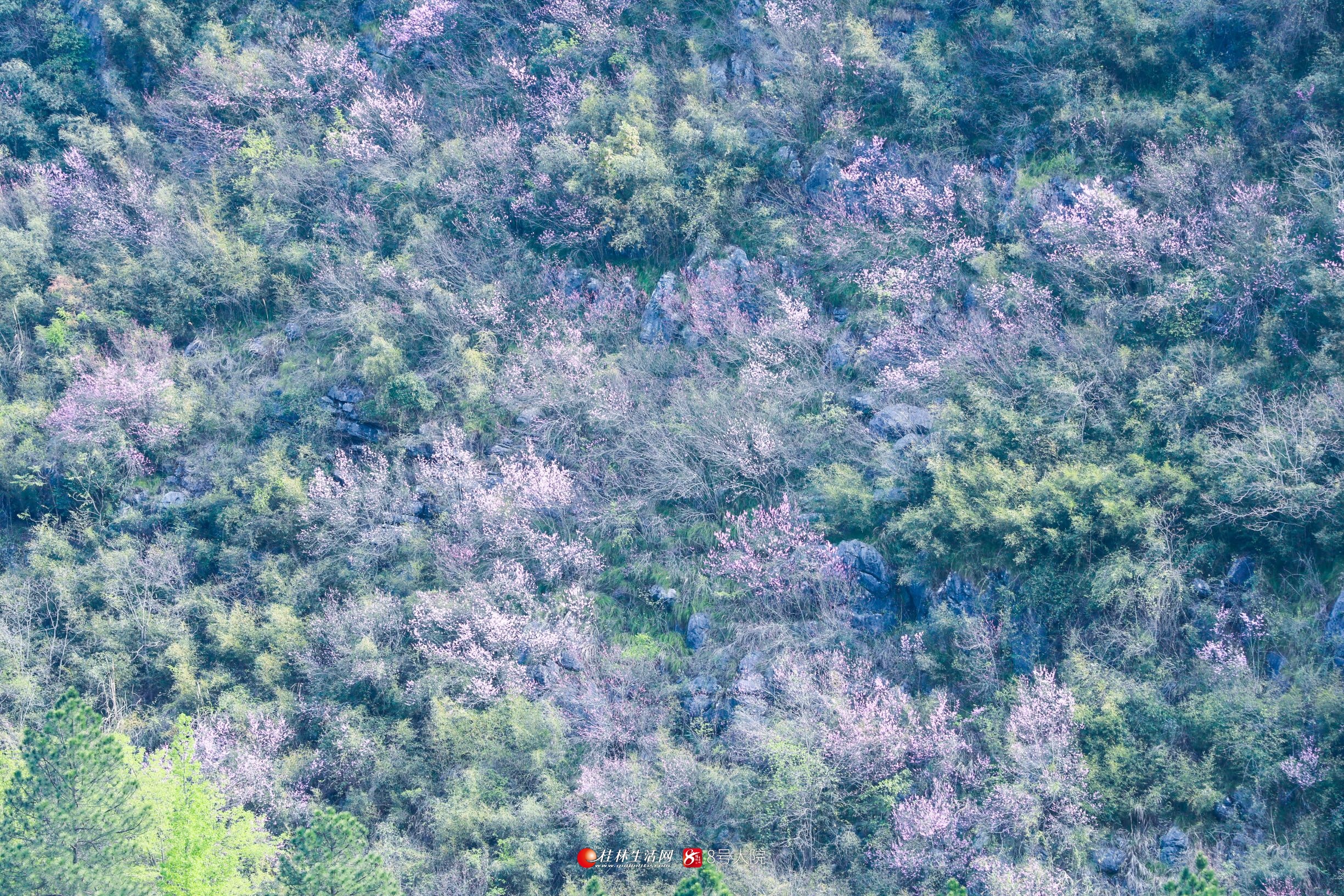平乐沙子漫山遍野的紫荆花开了