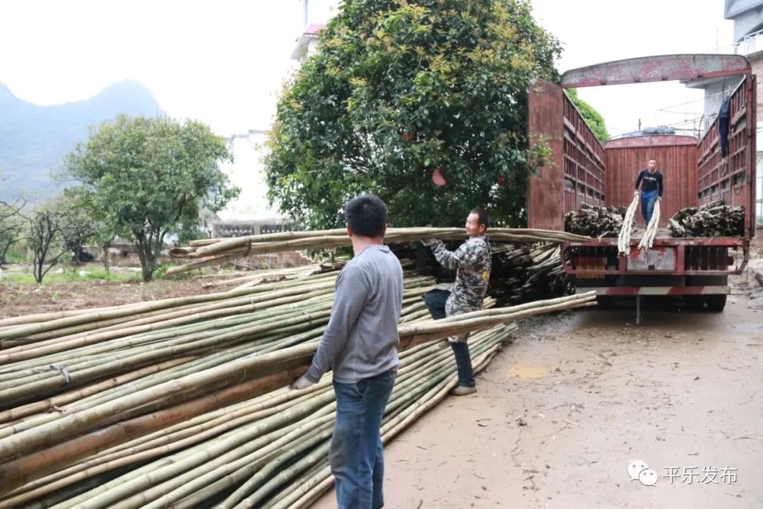 平乐县张家镇开启"雨天模式" 有效解决施工难题