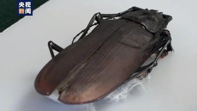\