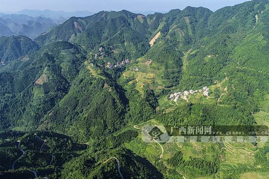 东兰:发展林业特色产业 助力老区脱贫攻坚