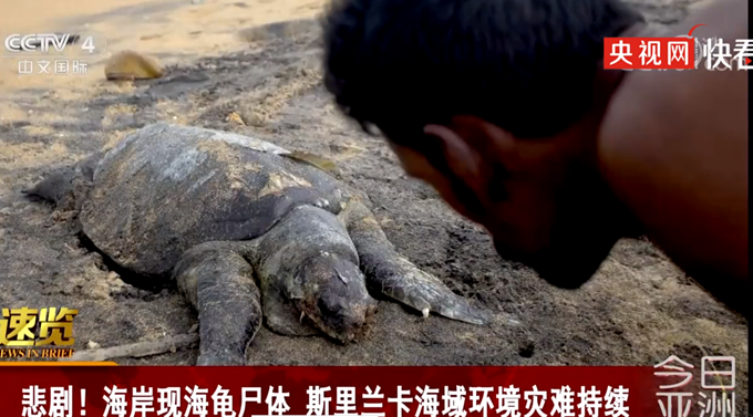 斯里兰卡海岸现数百海龟海豚尸体插图
