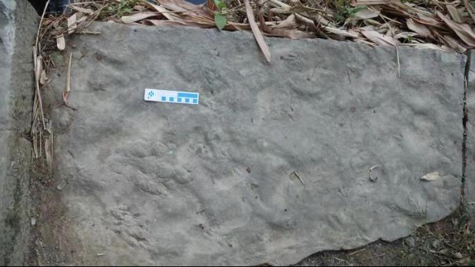 四川自贡发现中国最小恐龙足迹，活体约麻雀大小插图