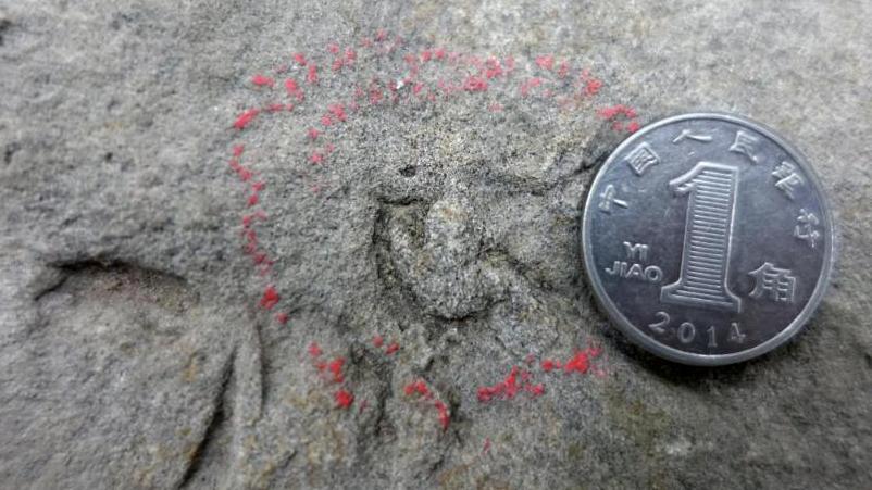 四川自贡发现中国最小恐龙足迹，活体约麻雀大小插图2