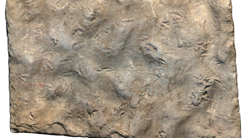 四川自贡发现中国最小恐龙足迹，活体约麻雀大小插图1