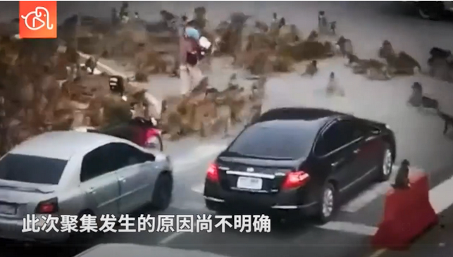 场面非常火爆!泰国两大群猴子聚集在路口，造成交通堵塞……插图3