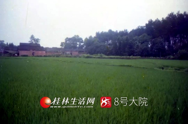 脂肪能量转换7700_青菜手擀面热量