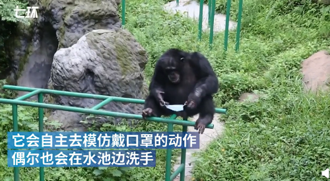 重庆网红黑猩猩模仿饲养员戴口罩洗手，样子太认真!网友笑翻插图2
