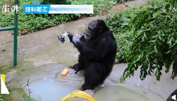 重庆网红黑猩猩模仿饲养员戴口罩洗手，样子太认真!网友笑翻插图