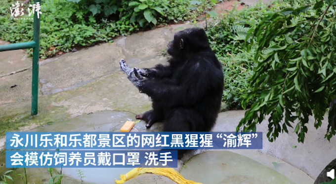 重庆网红黑猩猩模仿饲养员戴口罩洗手，样子太认真!网友笑翻插图1