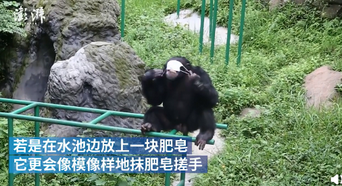 重庆网红黑猩猩模仿饲养员戴口罩洗手，样子太认真!网友笑翻插图3