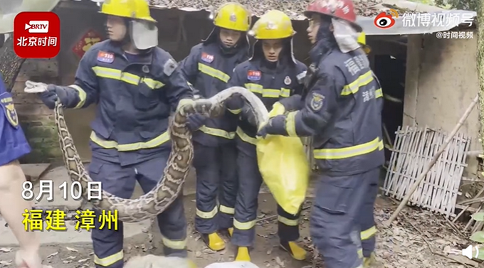 3米长大蟒蛇一口气吞掉16只鸡，消防员捕捉画面曝光!插图