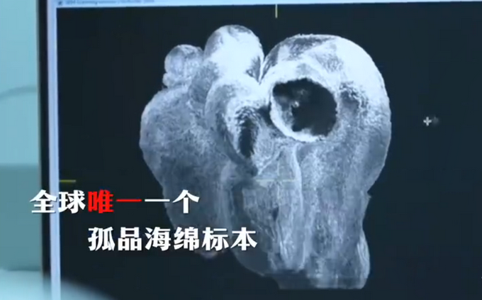 贵州发现6亿岁“海绵宝宝”!系目前全球唯一孤品插图1