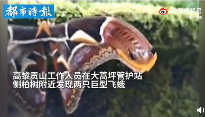 云南保山被蛇状巨蛾惊到了！网友:怎么长了两只蛇头当飞蛾？插图1