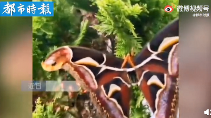云南保山被蛇状巨蛾惊到了！网友:怎么长了两只蛇头当飞蛾？插图