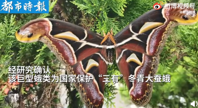 云南保山惊现蛇纹巨型飞蛾!网友：它作为一只蛾子咋长了两个蛇头插图2