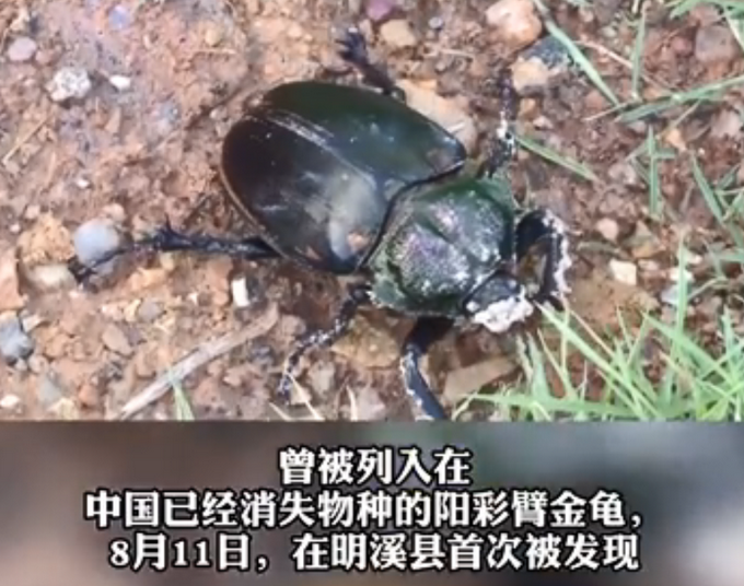 罕见!国家保护动物阳彩臂金龟现身贵州印江，曾被宣布灭绝插图1