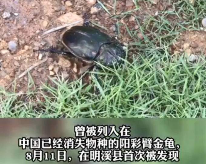 罕见!国家保护动物阳彩臂金龟现身贵州印江，曾被宣布灭绝插图