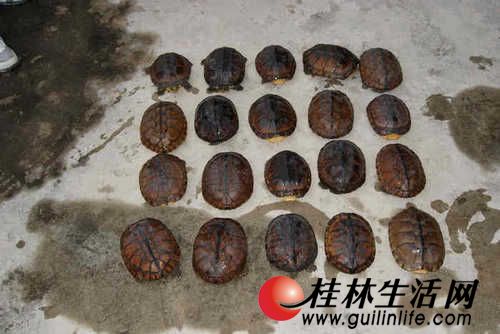 石龟盗贼7万价值不翼而飞岳母竟是女婿光学复杂系统设计图图片