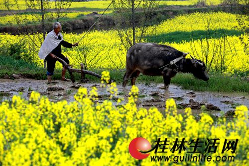 桂林农村空心化土地撂荒 今后谁来种田?
