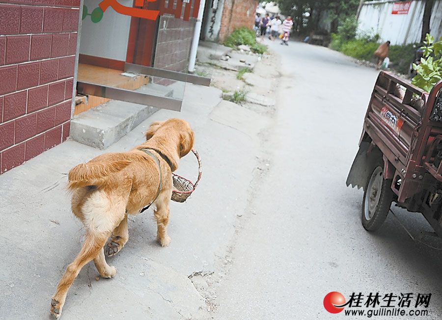 高清组图:我是金毛犬 看我的狗样生活