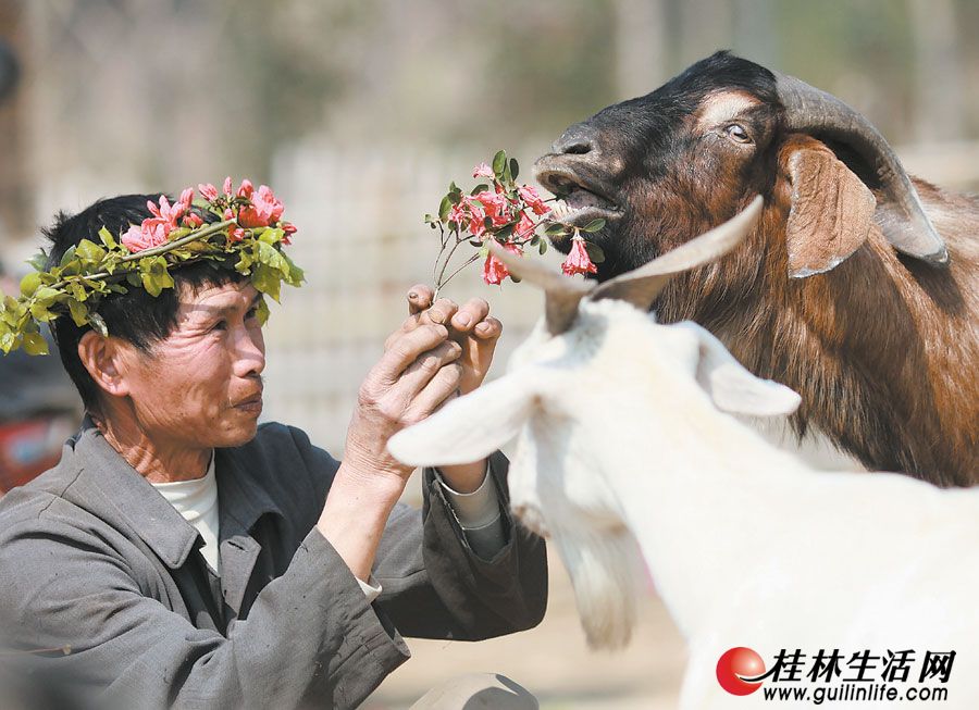 廖佑生每天要给领头羊喂食,交流,他觉得,人与动物都是讲感情的,感情真