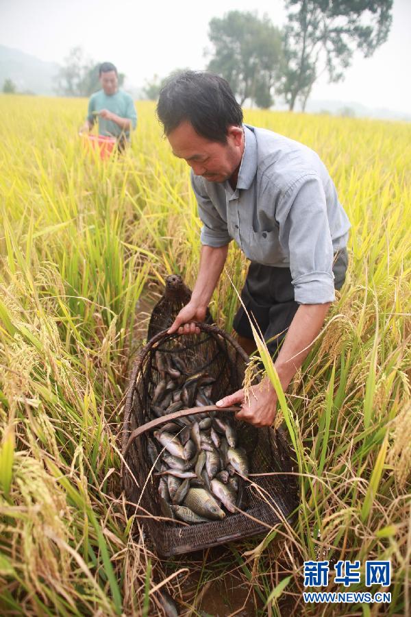 稻田飘香鲤鱼肥全州县群众收获禾花鱼