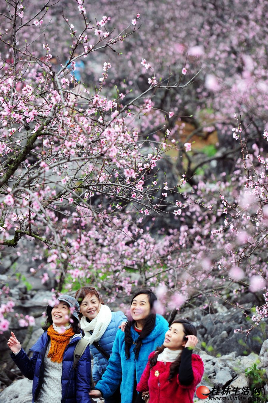 2日,游客们在恭城大岭山桃园踏春赏桃花,漫山遍野的桃花盛开,畅游其中