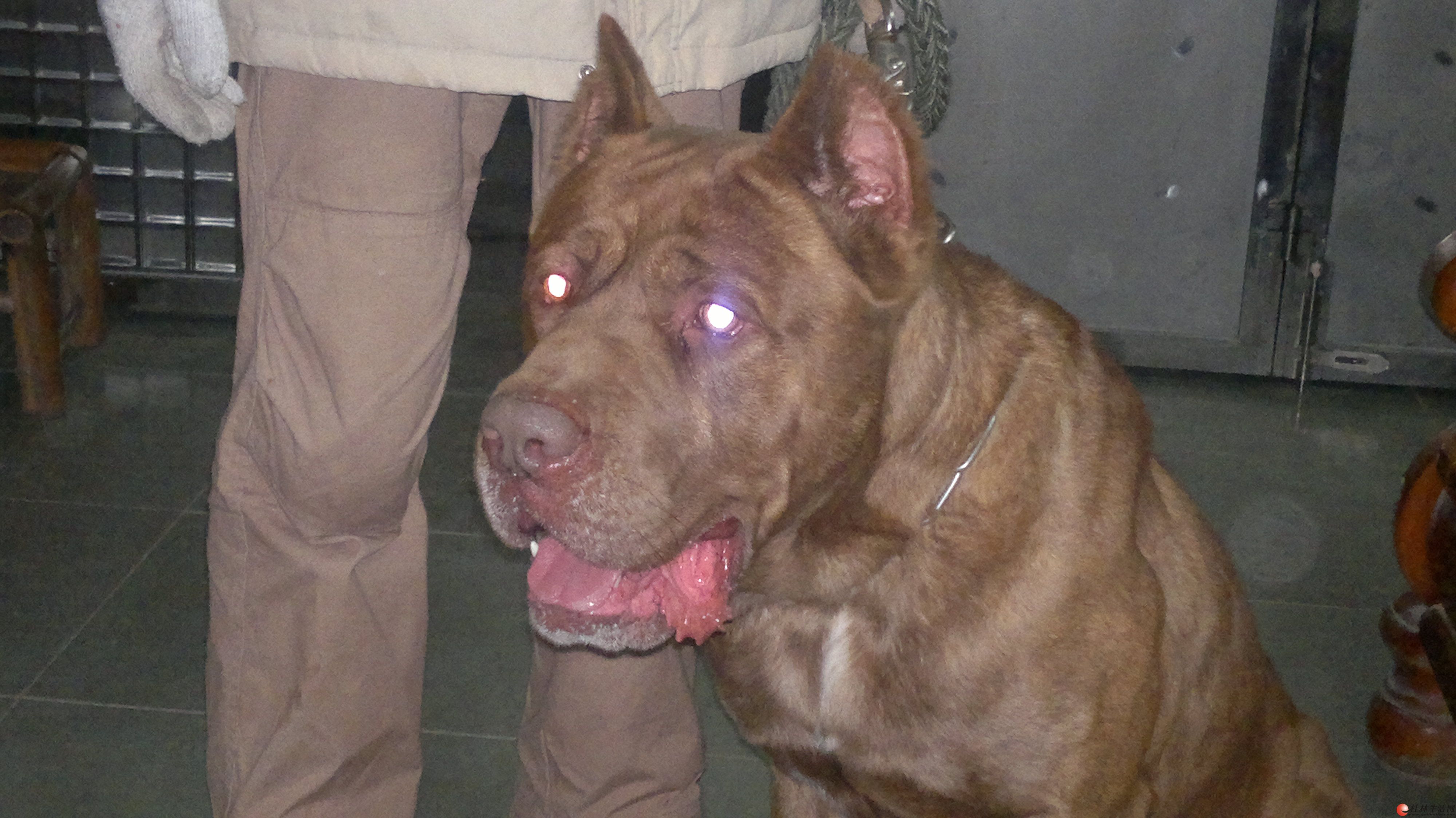 超级护卫犬成年西班牙加纳利