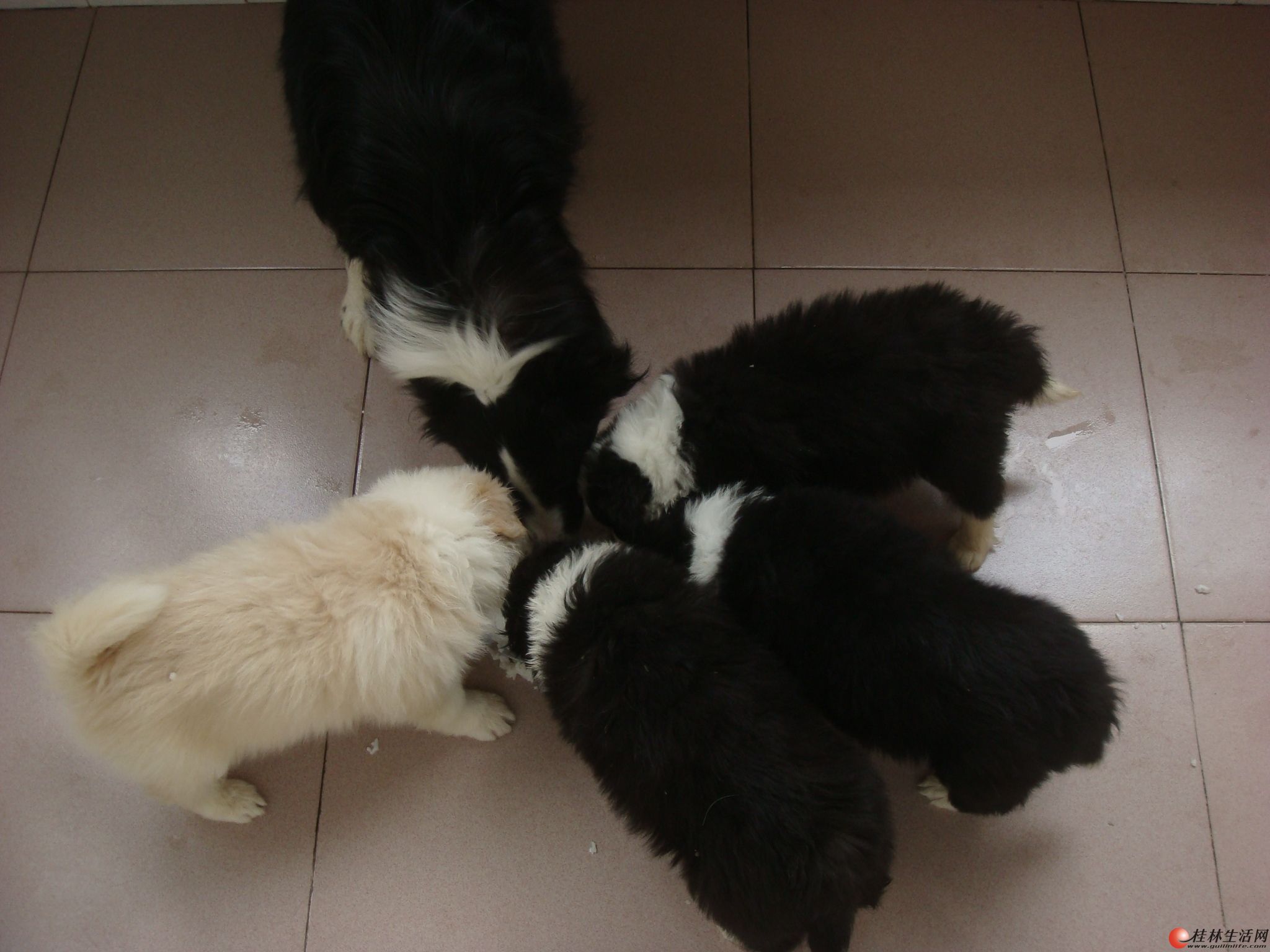 [出售] 60天的小边牧出售,两只黑色 加入收藏