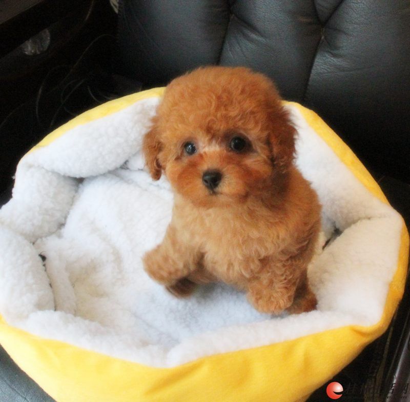 长期 有售 高品质小体贵宾