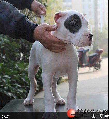 海盗眼杜高 ···· - 宠物交易 - 桂林分类信息 桂林二手市场