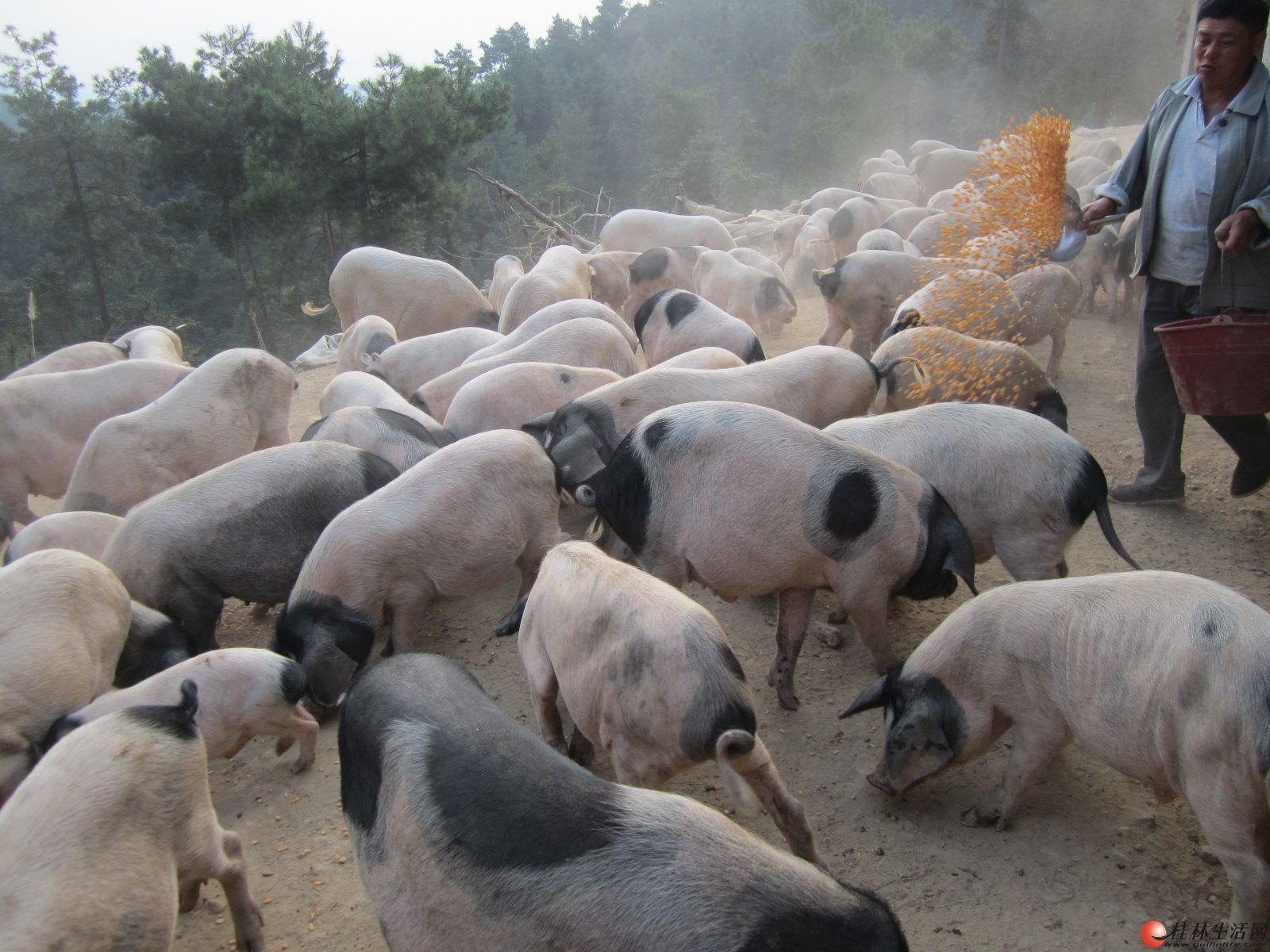原生态放养式本地土猪出售