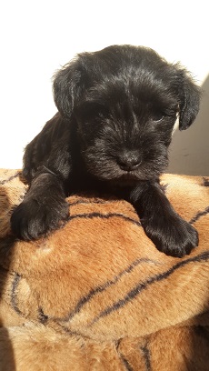 出售两个月大迷你型纯黑雪纳瑞女宝宝椒盐色女宝宝