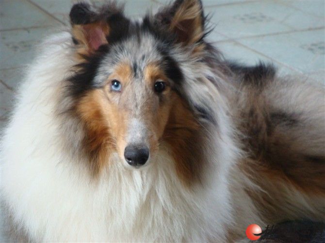 1000出售陨石苏格兰牧羊犬成犬母未配过不想养了