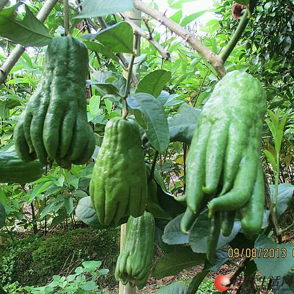 供应高产优质广佛手嫁接苗扦插苗