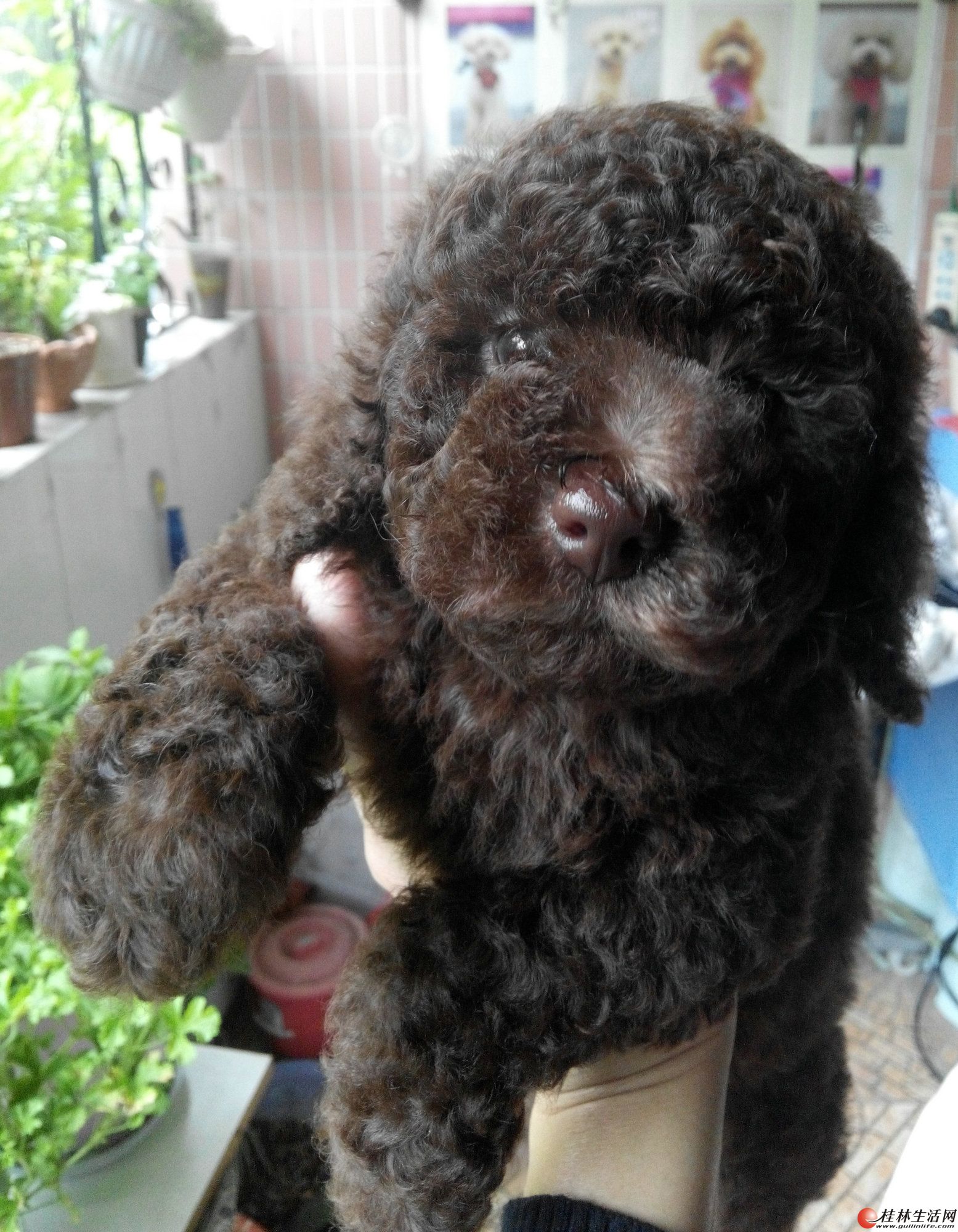 毛多多的巧克力色贵宾弟弟妹妹找新家