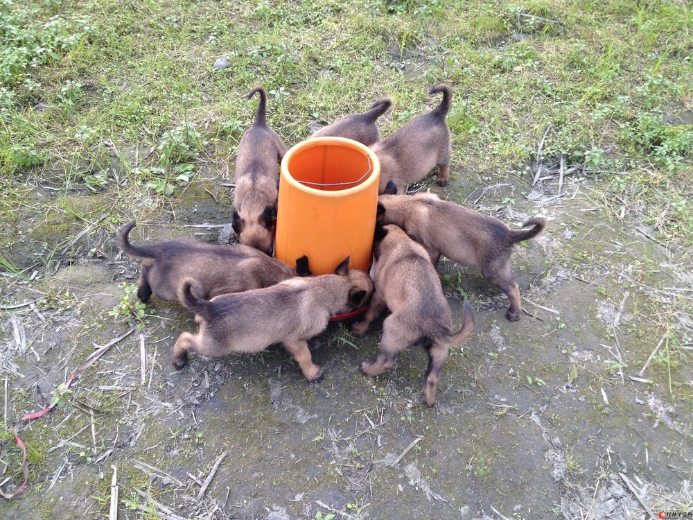 桂林市七星区出售一窝两个月小马犬