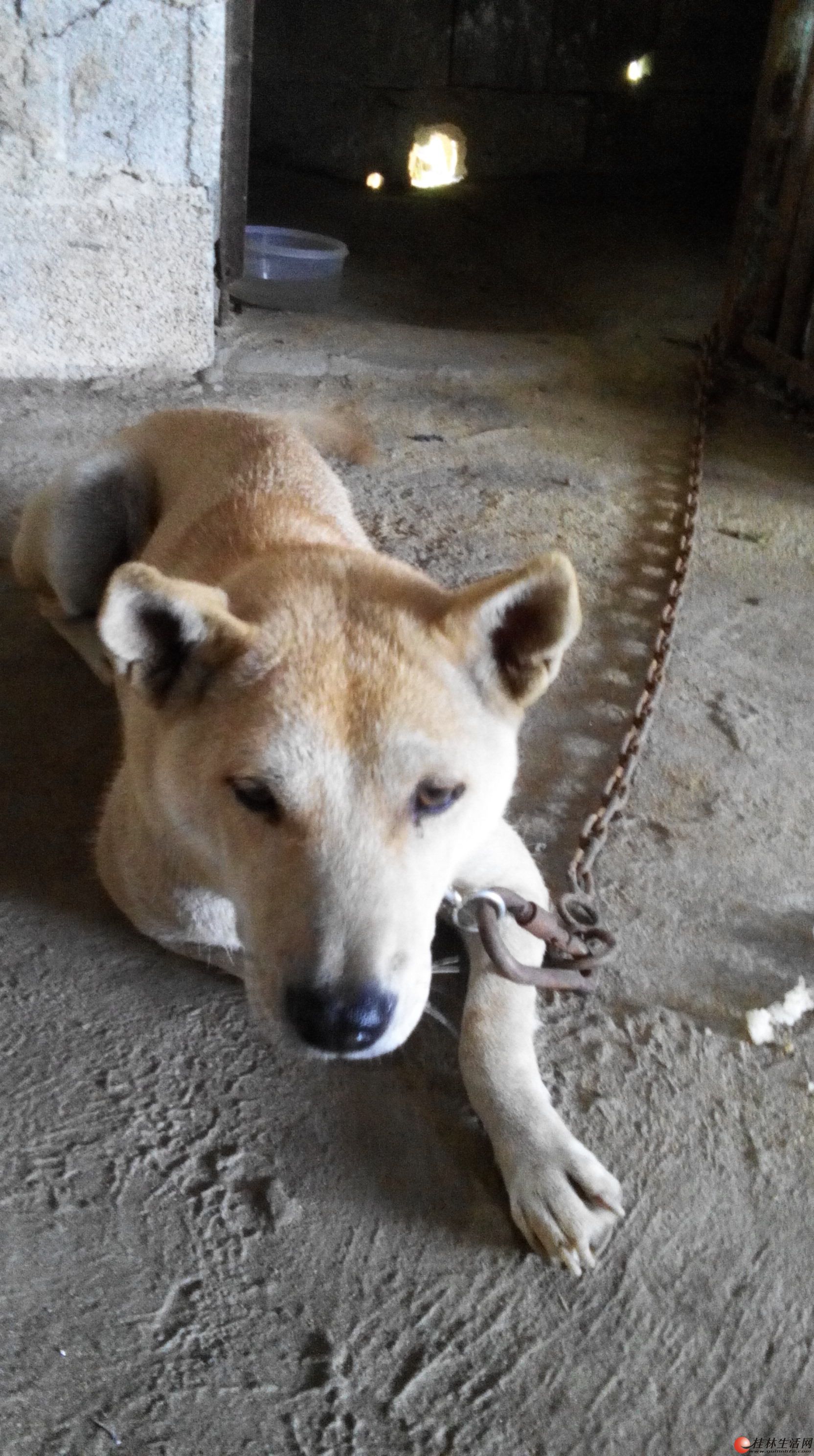 成年比特犬咬貓狗雜鬥狗仔