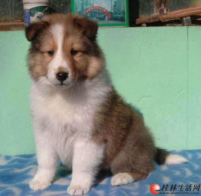 美系两个月苏牧宝宝4只出售