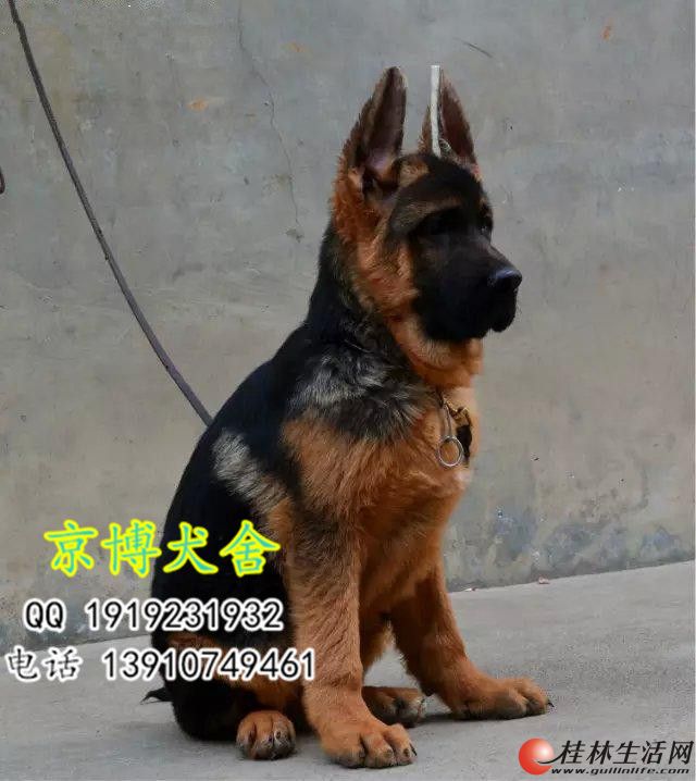 弓背幼犬辨认图片图片