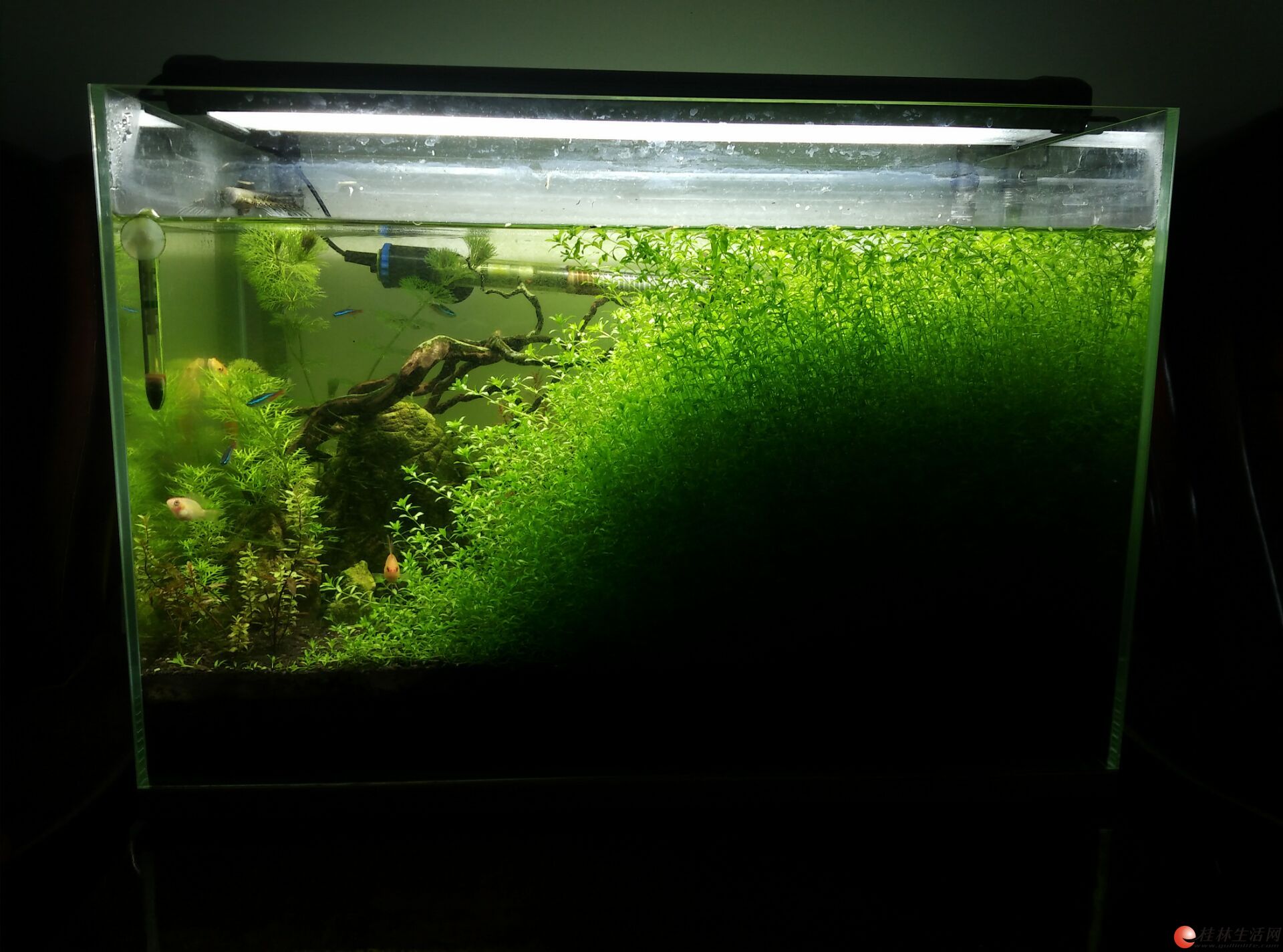 出售一套超白玻璃水草缸,含所有设备,一缸的鱼和各种水草石头沉木!