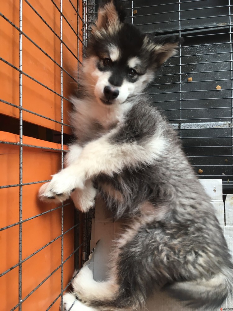 3个月大的阿拉斯加黑白色