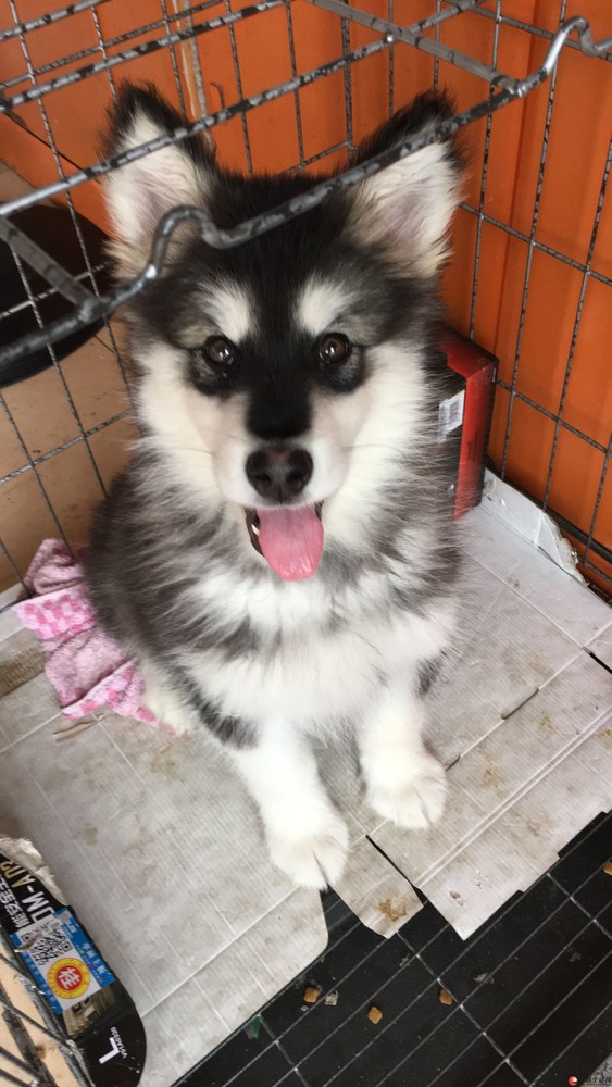 3个月大的阿拉斯加黑白色